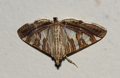 Glyphodes stolalis