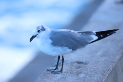 Leucophaeus atricilla