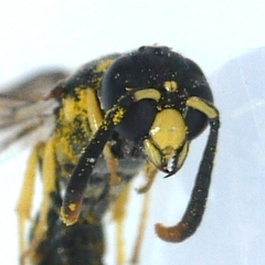 Symmorphus canadensis