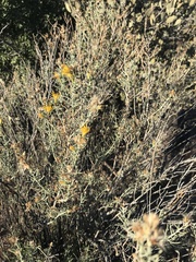 Ericameria laricifolia