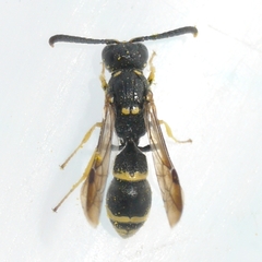 Symmorphus canadensis