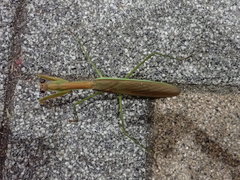 Tenodera sinensis