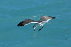 Leucophaeus atricilla