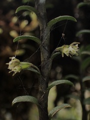Fernandezia