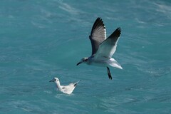 Leucophaeus atricilla