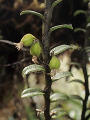 Fernandezia