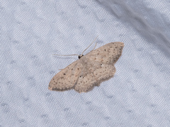 Scopula guancharia