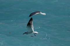 Leucophaeus atricilla