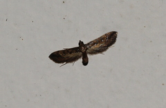 Hydriris chalybitis