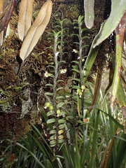 Fernandezia