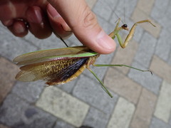 Tenodera sinensis