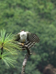Accipiter striatus chionogaster