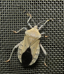 Pachylis laticornis