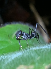 Gigantiops destructor