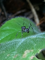 Gigantiops destructor