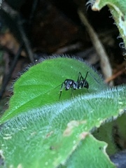 Gigantiops destructor