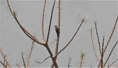 Dendrocopos analis