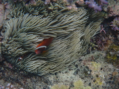 Heteractis crispa