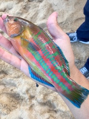 Thalassoma trilobatum