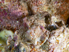 Cuapetes tenuipes