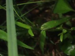 Phlox pilosa