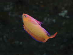 Pseudanthias cooperi