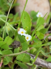 Plagiobothrys acanthocarpus