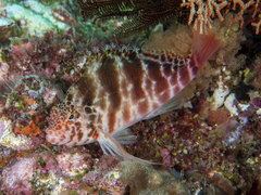 Cirrhitichthys aprinus