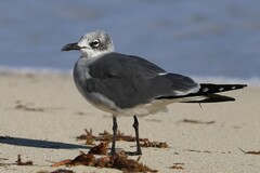 Leucophaeus atricilla