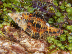 Latirus polygonus