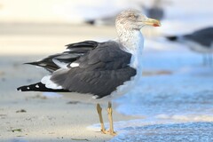 Larus fuscus