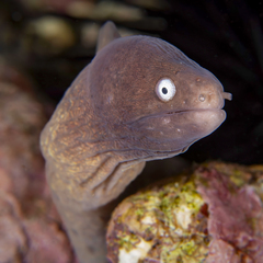 Gymnothorax thyrsoideus