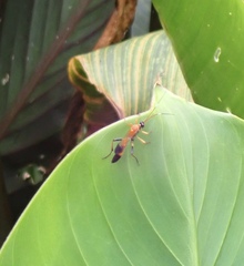 Ctenochares bicolorus
