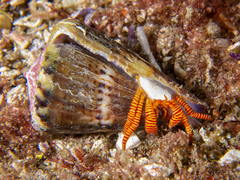 Ciliopagurus strigatus