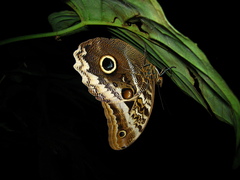Caligo atreus