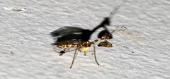 Mantispidae