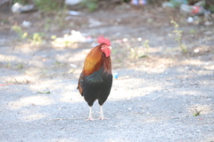 Gallus gallus domesticus