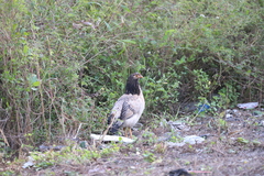 Gallus gallus domesticus