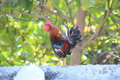 Gallus gallus domesticus