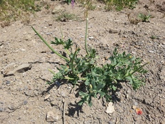 Glaucium corniculatum