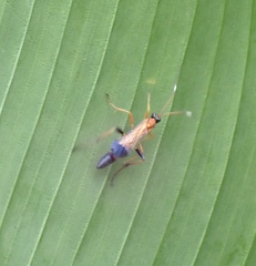 Ctenochares bicolorus