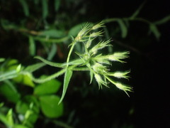 Phlox pilosa