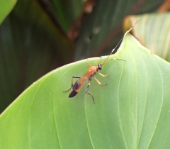 Ctenochares bicolorus