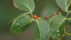 Cycloneda sanguinea