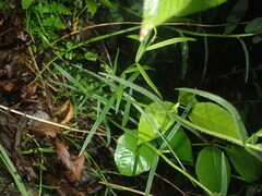 Phlox pilosa