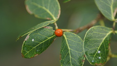 Cycloneda sanguinea