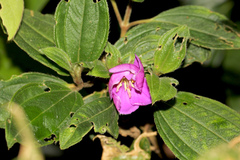 Melastoma