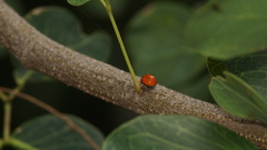 Cycloneda sanguinea