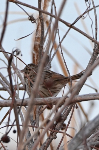 Song Sparrow photographed in Kansas