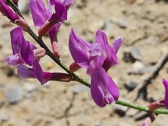 Astragalus haesitabundus